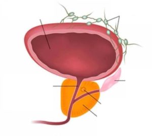 Prostatricum - como tomar - funciona - ingredientes